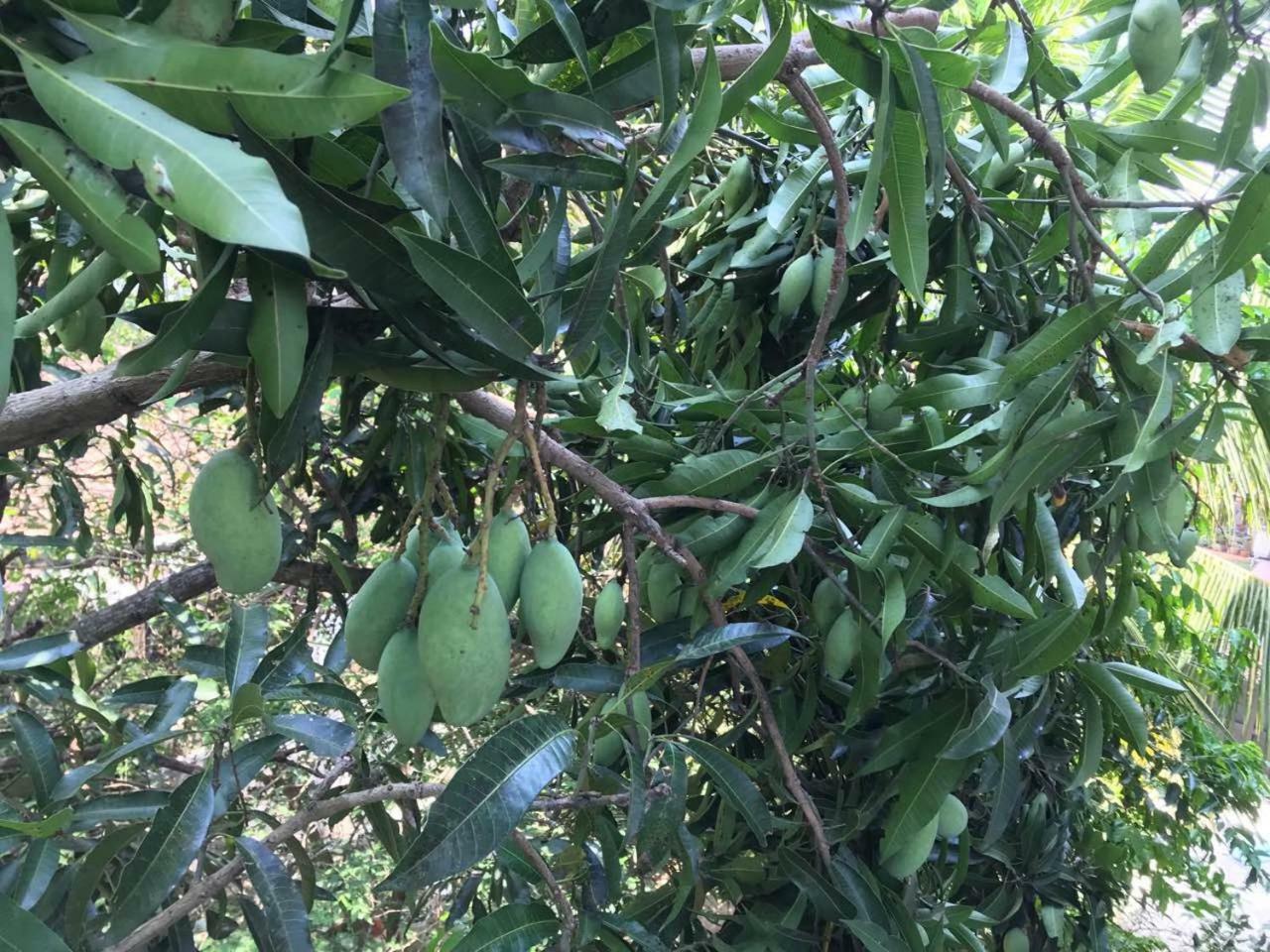 Suwani Pinnawala Homestay Dış mekan fotoğraf