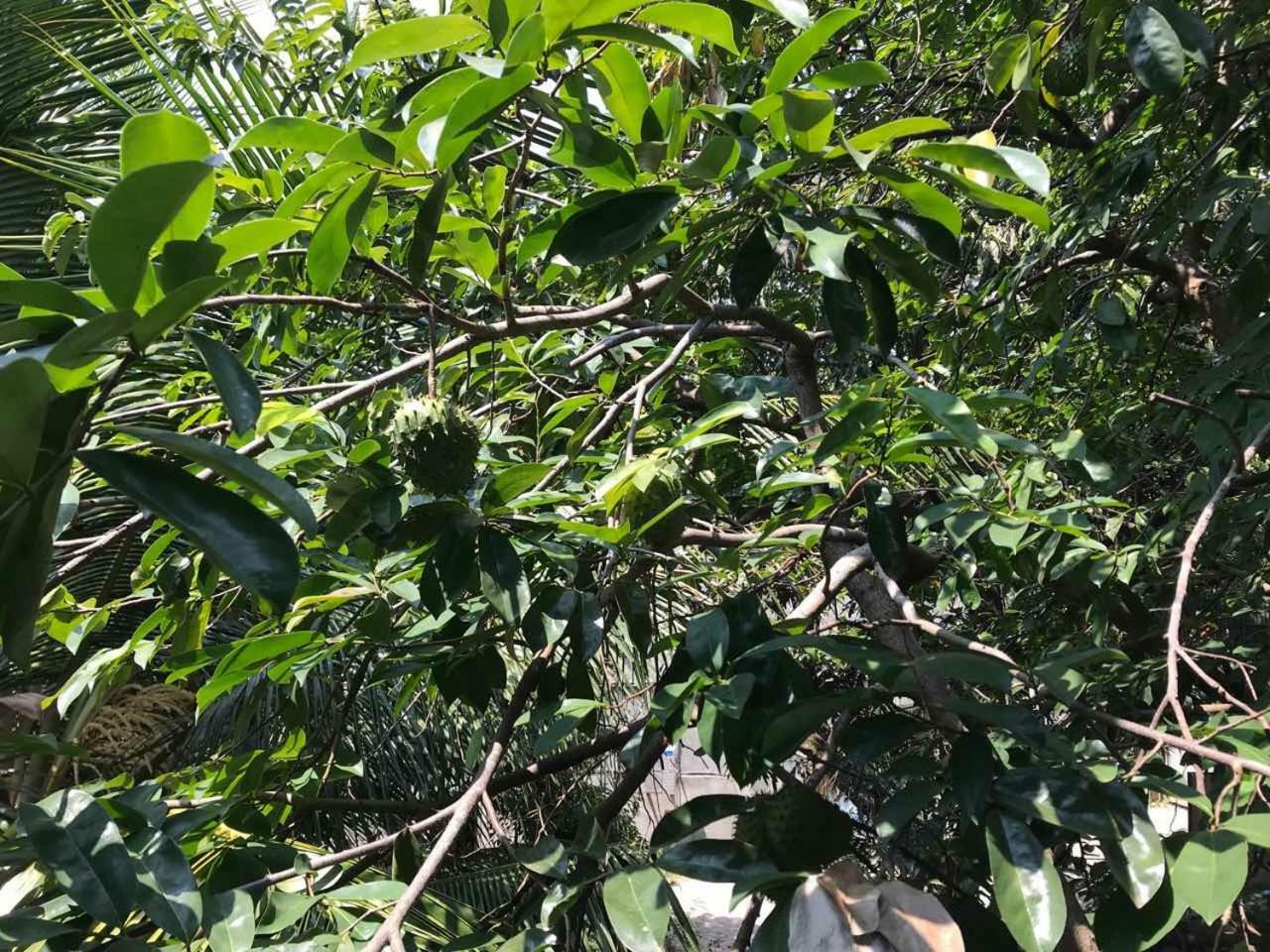 Suwani Pinnawala Homestay Dış mekan fotoğraf